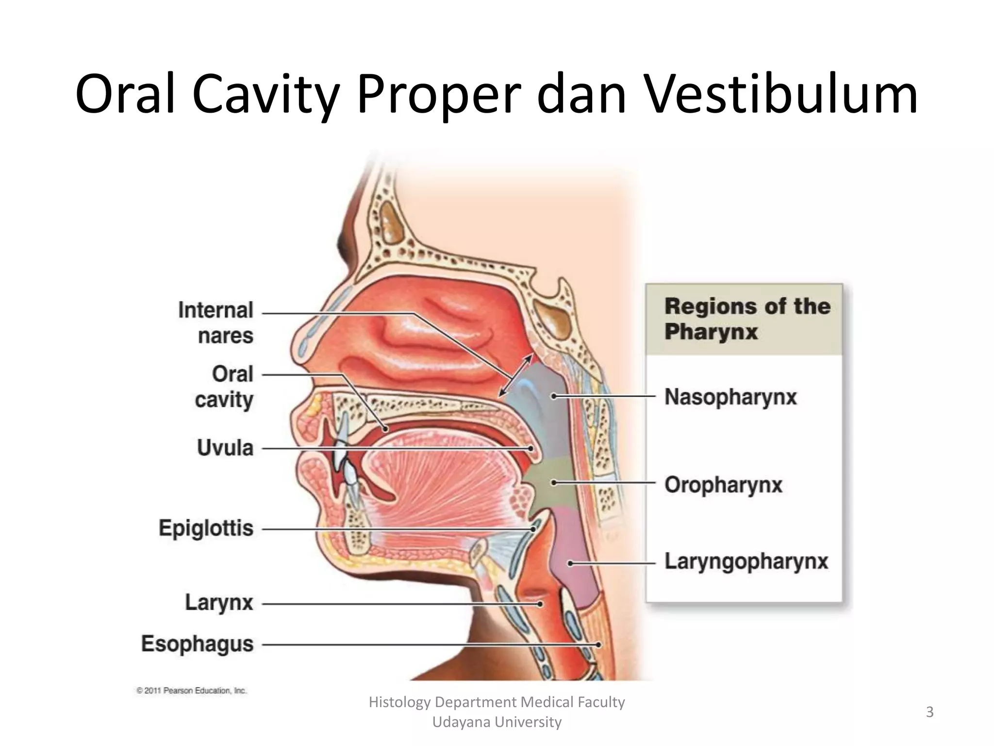 Oral Cavity Proper dan Vestibulum

Histology Department Medical Faculty
Udayana University

3

 