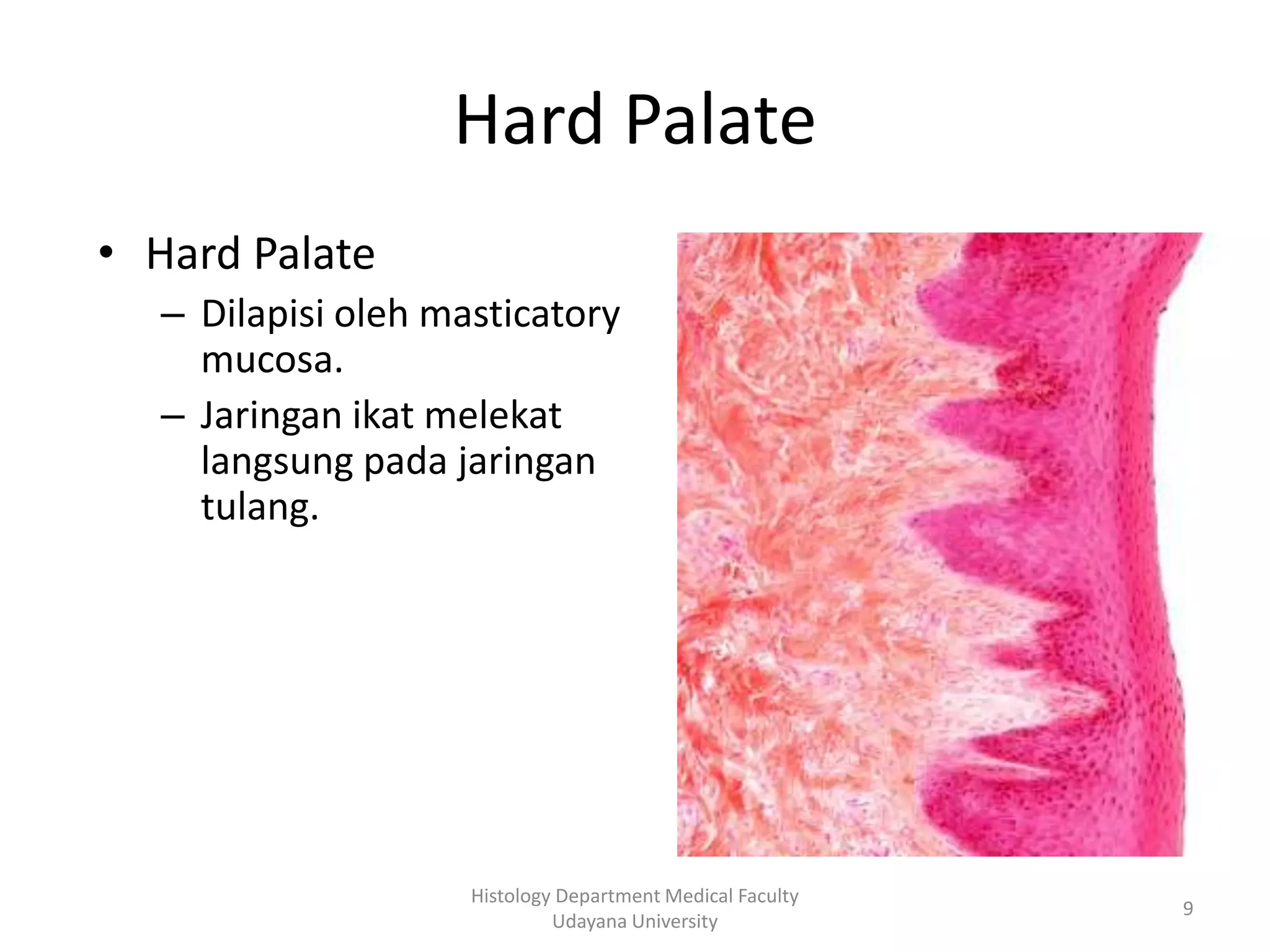 Hard Palate
• Hard Palate
– Dilapisi oleh masticatory
mucosa.
– Jaringan ikat melekat
langsung pada jaringan
tulang.

Histology Department Medical Faculty
Udayana University

9

 