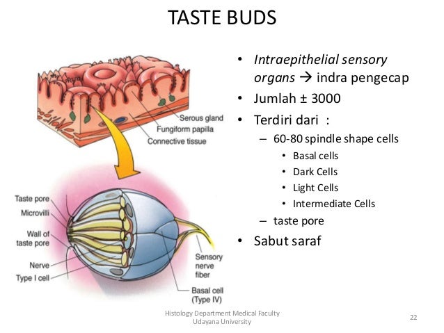 Histologi Rongga Mulut Histologi Rongga Mulut