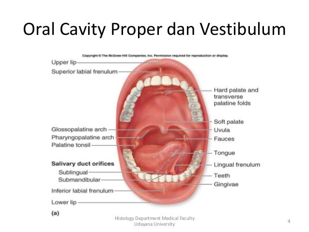 Histologi Rongga Mulut Histologi Rongga Mulut
