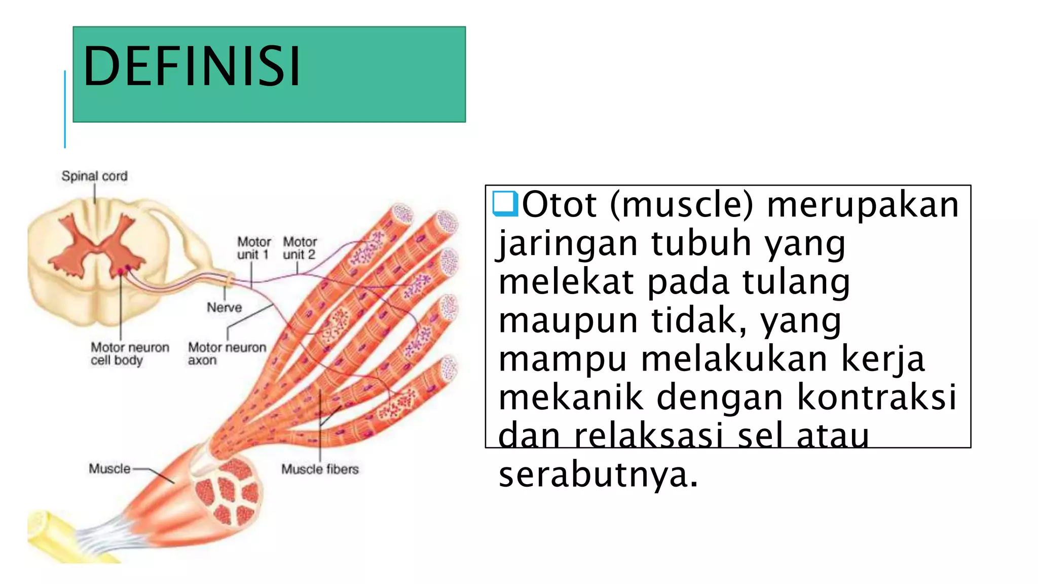Histologi Sistem Muskular - Histology Muscular System | PPTX