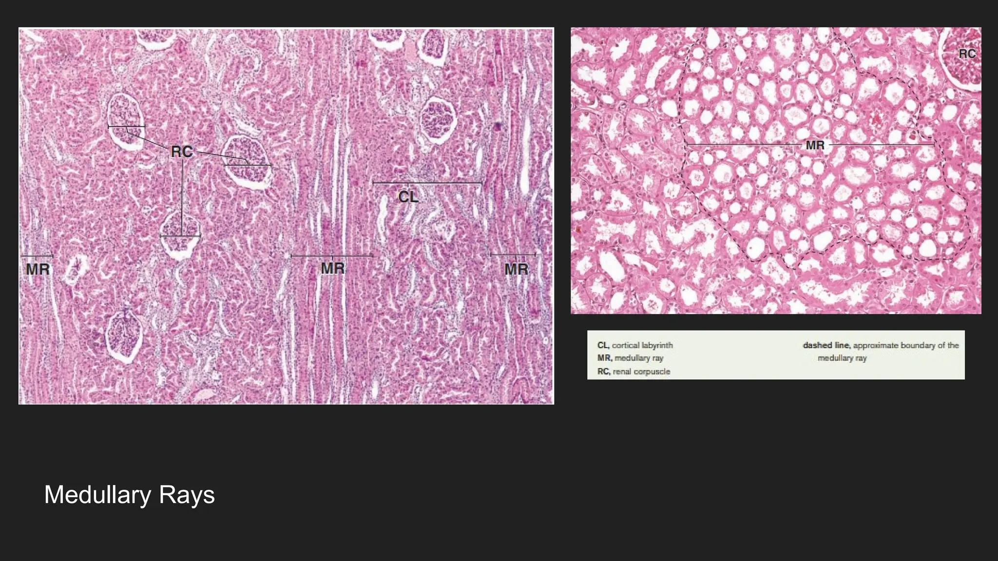 Modularly Rays Histologi Sistem Urinaria (1).pptxHistologi Sistem Urinaria (1 ...