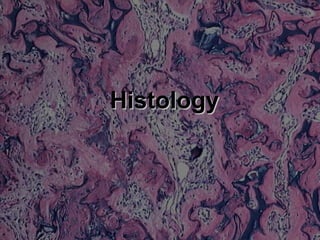 HistologyHistology
 
