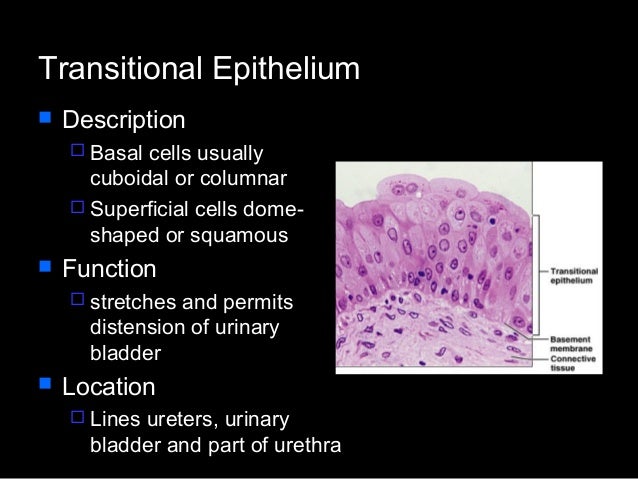 Histology 1 fro medicine and science student