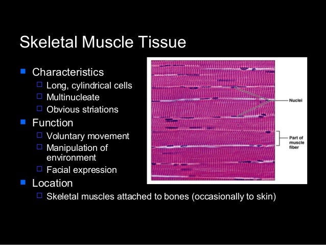Histology 1 fro medicine and science student
