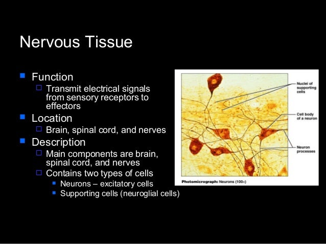 Histology 1 fro medicine and science student
