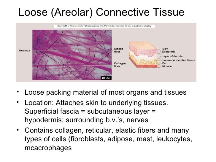 Histology histology