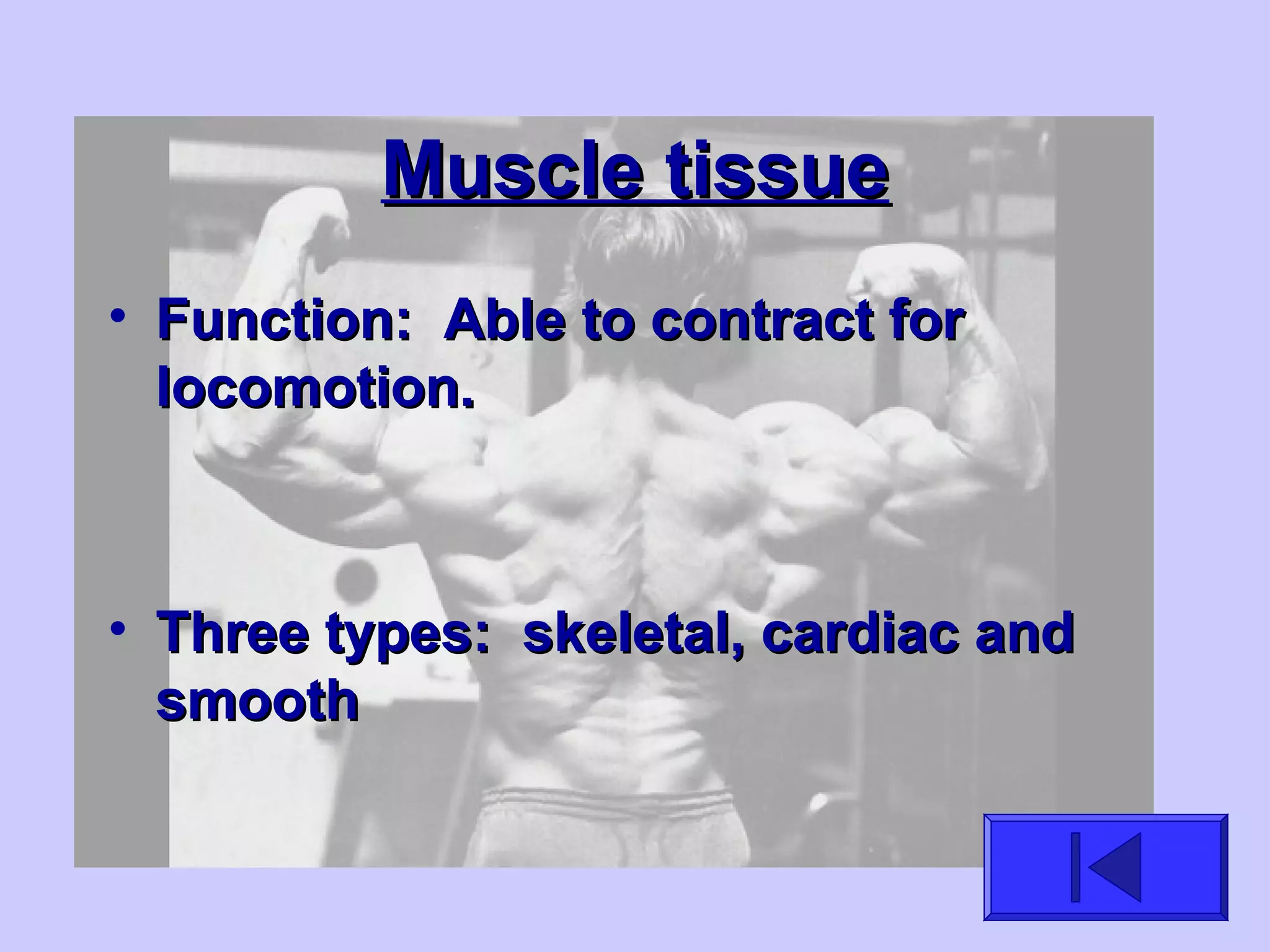 Muscle tissueMuscle tissue
• Function: Able to contract forFunction: Able to contract for
locomotion.locomotion.
• Three types: skeletal, cardiac andThree types: skeletal, cardiac and
smoothsmooth
 