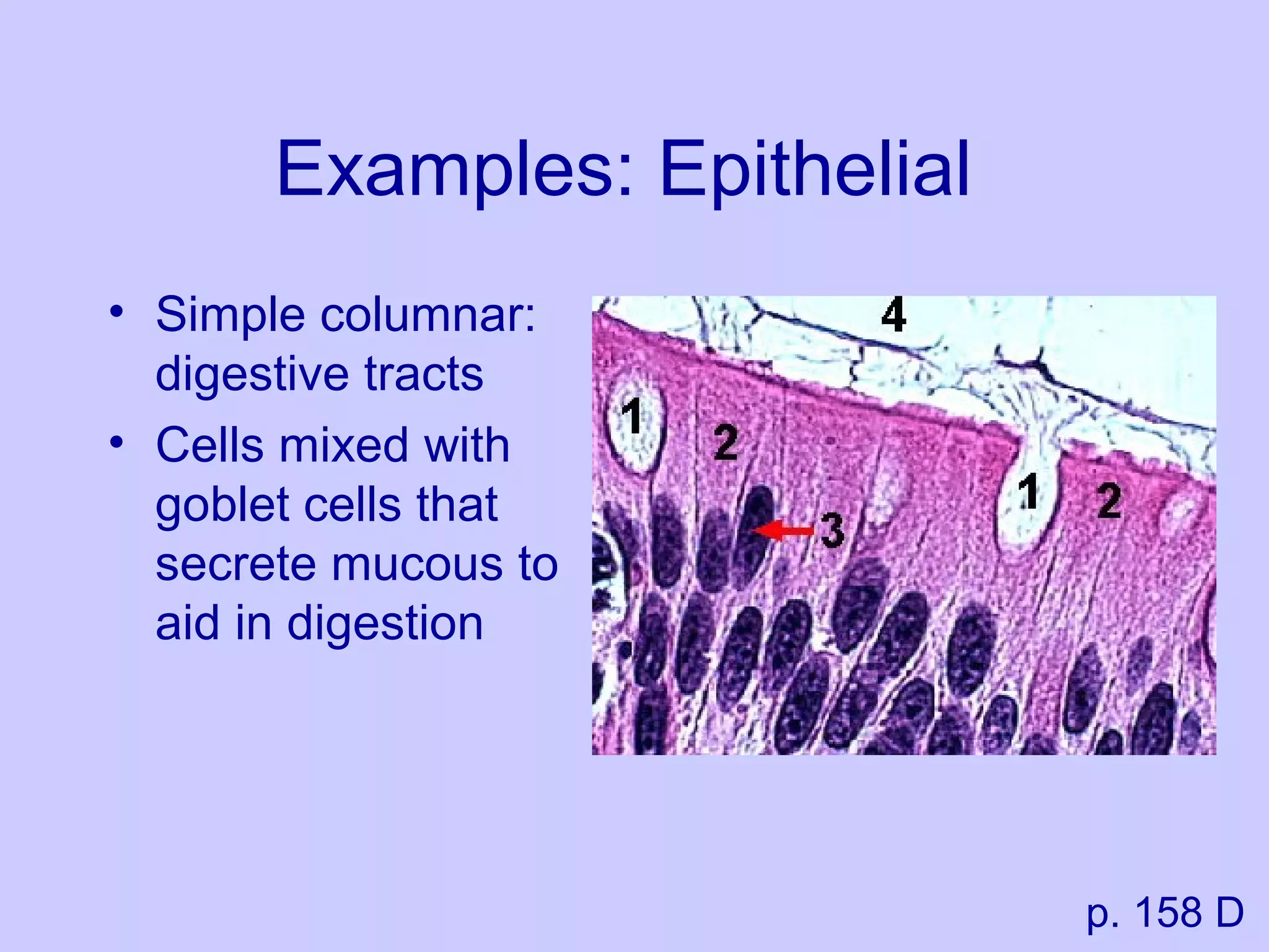 Examples: Epithelial
• Simple columnar:
digestive tracts
• Cells mixed with
goblet cells that
secrete mucous to
aid in digestion
p. 158 D
 