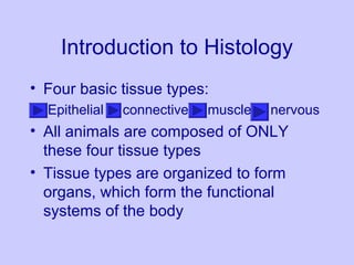 Introduction to Histology
• Four basic tissue types:
Epithelial connective muscle nervous
• All animals are composed of ONLY
these four tissue types
• Tissue types are organized to form
organs, which form the functional
systems of the body
 