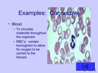 Examples: Connective
• Blood
– To circulate
materials throughout
the organism
– RBC’s: contain
hemoglobin to allow
for oxygen to be
carried to the
tissues.
p. 160 C
 