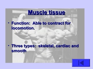 Muscle tissueMuscle tissue
• Function: Able to contract forFunction: Able to contract for
locomotion.locomotion.
• Three types: skeletal, cardiac andThree types: skeletal, cardiac and
smoothsmooth
 