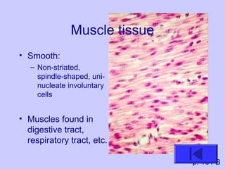Muscle tissue
• Smooth:
– Non-striated,
spindle-shaped, uni-
nucleate involuntary
cells
• Muscles found in
digestive tract,
respiratory tract, etc.
p. 161 B
 