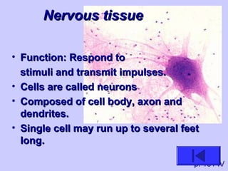 Nervous tissueNervous tissue
• Function: Respond toFunction: Respond to
stimuli and transmit impulses.stimuli and transmit impulses.
• Cells are called neuronsCells are called neurons
• Composed of cell body, axon andComposed of cell body, axon and
dendrites.dendrites.
• Single cell may run up to several feetSingle cell may run up to several feet
long.long.
p. 161 IV
 