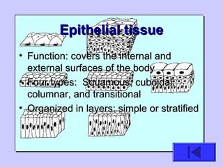Epithelial tissueEpithelial tissue
• Function: covers the internal andFunction: covers the internal and
external surfaces of the bodyexternal surfaces of the body
• Four types: Squamous, cuboidal,Four types: Squamous, cuboidal,
columnar, and transitionalcolumnar, and transitional
• Organized in layers: simple or stratifiedOrganized in layers: simple or stratified
 