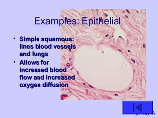 Examples: Epithelial
• Simple squamous:Simple squamous:
lines blood vesselslines blood vessels
and lungsand lungs
• Allows forAllows for
increased bloodincreased blood
flow and increasedflow and increased
oxygen diffusionoxygen diffusion
p. 157 A
 