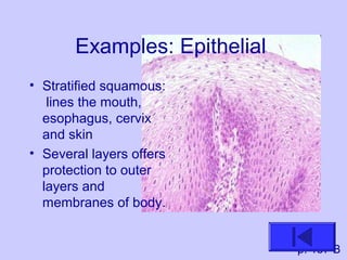 Examples: Epithelial
• Stratified squamous:
lines the mouth,
esophagus, cervix
and skin
• Several layers offers
protection to outer
layers and
membranes of body.
p. 157 B
 