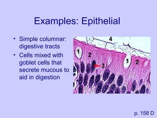 Examples: Epithelial
• Simple columnar:
digestive tracts
• Cells mixed with
goblet cells that
secrete mucous to
aid in digestion
p. 158 D
 
