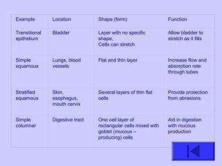 Example Location Shape (form) Function
Transitional
epithelium
Bladder Layer with no specific
shape,
Cells can stretch
Allow bladder to
stretch as it fills
Simple
squamous
Lungs, blood
vessels
Flat and thin layer Increase flow and
absorption rate
through tubes
Stratified
squamous
Skin,
esophagus,
mouth cervix
Several layers of thin flat
cells
Provide protection
from abrasions
Simple
columnar
Digestive tract One cell layer of
rectangular cells mixed with
goblet (mucous –
producing) cells
Aid in digestion
with mucous
production
 