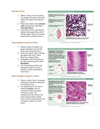 Reticular Tissue:
1. Obtain a slide of reticular tissue.
Use proper technique to place the
slide on the stage and locate the
tissue.
2. Notice the evident cells (reticular
cells) and the large, dark fibers
(reticular fibers).
3. These fibers form a soft internal
skeleton that support the cells of
certain organs, such as the spleen,
lymph nodes, and bone marrow.
Dense Regular Connective Tissue:
1. Obtain a slide of a tendon. Use
proper technique to mount the
slide and to locate the tissue.
2. Notice the orderly fibers running
throughout the tissue. These
fibers are collagen fibers.
3. Embedded within the fibers are
the fiber-producing cells called
fibroblasts.
4. This tissue forms tendons and
ligaments needed to connect
muscles to bones and bones to
other bones.
Dense Irregular Connective Tissue:
1. Obtain a slide of skin. Use proper
technique to mount the slide and
to locate the tissue.
2. The middle layer of the skin is
called the dermis, and it is
composed of dense irregular
connective tissue. The
composition of the tissue is the
same as that of dense regular
tissue, but the components are not
arranged as orderly as in that
tissue.
 