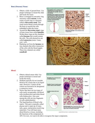 Bone (Osseous) Tissue:
1. Obtain a slide of ground bone. Use
proper technique to mount the slide
and locate the tissue.
2. Bone is arranged in concentric ring
structures called osteons. In the
center of each ring is a structure
called a Haversian canal. This
canal carries blood vessels through
the bone to nourish the cells
embedded within the tissue.
3. Around the Haversian canal, rings
of bone tissue from called lamellae.
Within these rings are the chambers
called lacunae that would contain
the cells. The cells themselves are
called osteocytes (osteo= bone,
cyte= cell).
4. Radiating out from the lacunae are
tiny channels that allow interaction
of the cells with the blood supply.
These tiny channels are called
canaliculi.
Blood:
1. Obtain a blood smear slide. Use
proper technique to mount and
locate the tissue.
2. Students typically do not consider
blood to be a tissue due to its liquid
state. However, it meets all the
criteria set forward to be designated
a connective tissue.
3. Notice that there are two types of
cells easily recognizable; red blood
cells (erythrocytes) and white blood
cells (leukocytes). Also seen
among the cells are tiny fragments
of cells called platelets.
4. The liquid portion of blood is the
matrix. This part is typically called
plasma and is made up of water,
salts, gases, and proteins (nonliving
materials). You will learn more
about blood as a tissue, including
the functions of the components in
AP2. For now, we want to be able to recognize the major components.
 