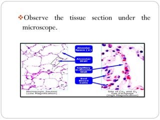 ❖Observe the tissue section under the
microscope.
 