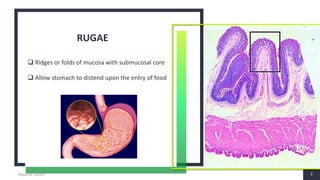 Stomach Histology Rugae