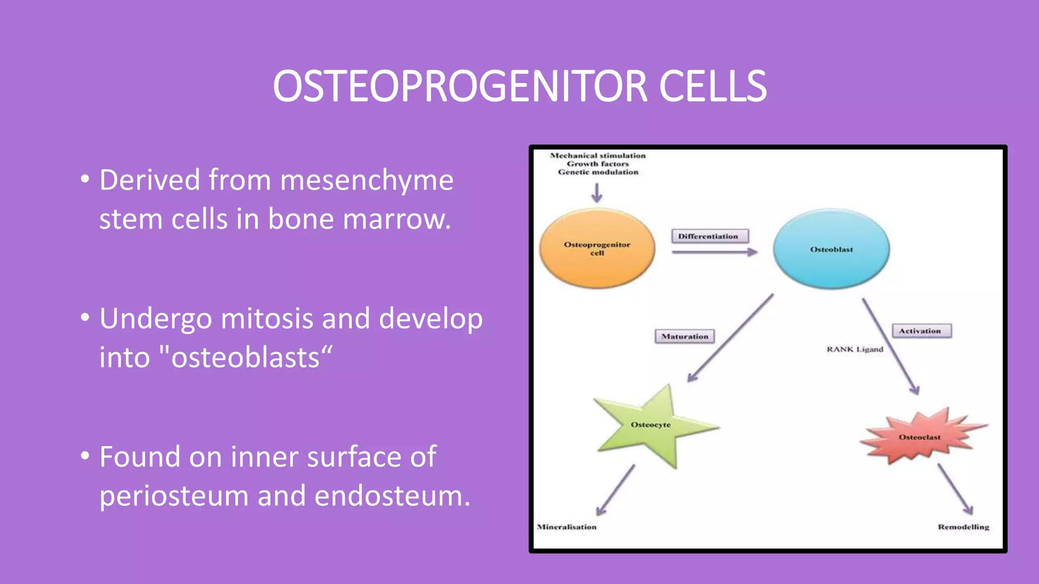 OSTEOPROGENITOR CELLS
• Derived from mesenchyme
stem cells in bone marrow.
• Undergo mitosis and develop
into "osteoblasts“
• Found on inner surface of
periosteum and endosteum.
 