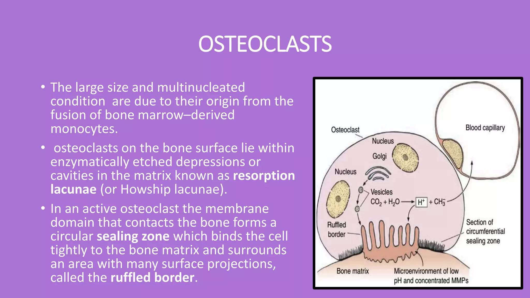 OSTEOCLASTS
• The large size and multinucleated
condition are due to their origin from the
fusion of bone marrow–derived
monocytes.
• osteoclasts on the bone surface lie within
enzymatically etched depressions or
cavities in the matrix known as resorption
lacunae (or Howship lacunae).
• In an active osteoclast the membrane
domain that contacts the bone forms a
circular sealing zone which binds the cell
tightly to the bone matrix and surrounds
an area with many surface projections,
called the ruffled border.
 