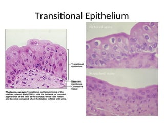 Transitional Epithelium
Relaxed state
Stretched state
 