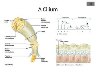A Cilium
 