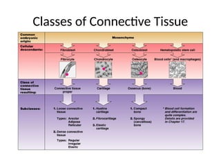 Classes of Connective Tissue
 