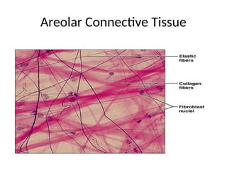 Areolar Connective Tissue
.
 