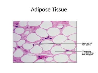 Adipose Tissue
 