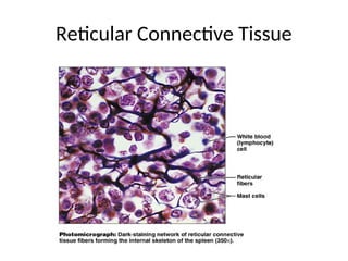 Reticular Connective Tissue
 
