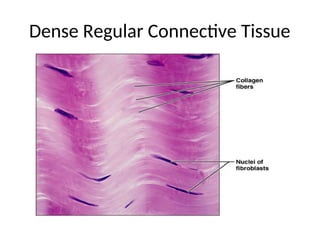 Dense Regular Connective Tissue
.
 
