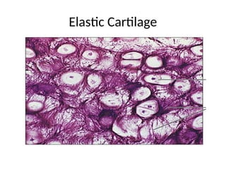 Elastic Cartilage
.
 