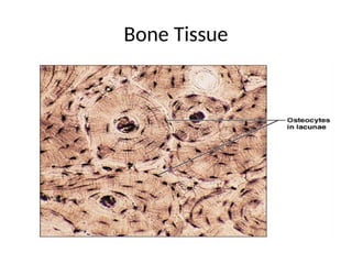 Bone Tissue
 