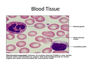Blood Tissue
.
 