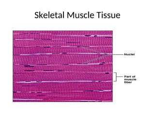 Skeletal Muscle Tissue
.
 