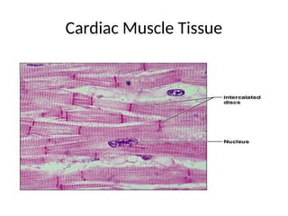 Cardiac Muscle Tissue
.
 