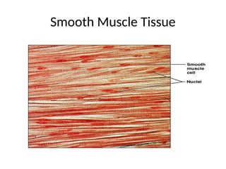 Smooth Muscle Tissue
.
 