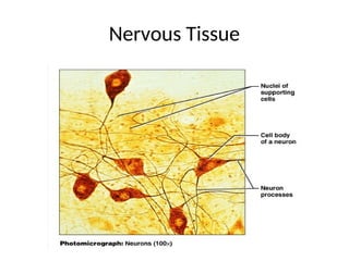 Nervous Tissue
.
 