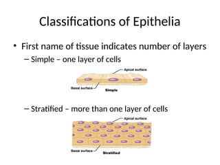 Classifications of Epithelia
• First name of tissue indicates number of layers
– Simple – one layer of cells
– Stratified – more than one layer of cells
 