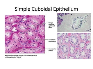 Simple Cuboidal Epithelium
 