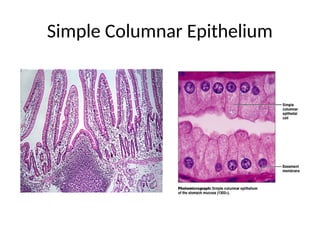 Simple Columnar Epithelium
.
 