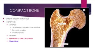 histology of bone for an optometry student ug reference | PPTX