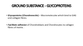 GROUND SUBSTANCE - GLYCOPROTEINS
• Glycoproteins (Chondronectin) – Macromolecules which bind to GAG
and collagen fibres.
• Facilitate adhesion of Chondroblasts and Chondrocytes to collagen
fibres of matrix.
 
