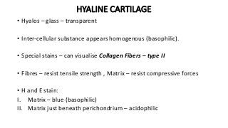 HYALINE CARTILAGE
• Hyalos – glass – transparent
• Inter-cellular substance appears homogenous (basophilic).
• Special stains – can visualise Collagen Fibers – type II
• Fibres – resist tensile strength , Matrix – resist compressive forces
• H and E stain:
I. Matrix – blue (basophilic)
II. Matrix just beneath perichondrium – acidophilic
 