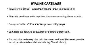HYALINE CARTILAGE
• Towards the centre – chondrocytes are large, in groups (2-4)
• The cells tend to remain together due to surrounding dense matrix.
• Groups of cells – Cell nests / Iso-genous cell groups.
• Cell nests are formed by division of a single parent cell.
• Towards the periphery, the cells become small and flattened, parallel
to the perichondrium. (Differentiating Chondrobasts)
 